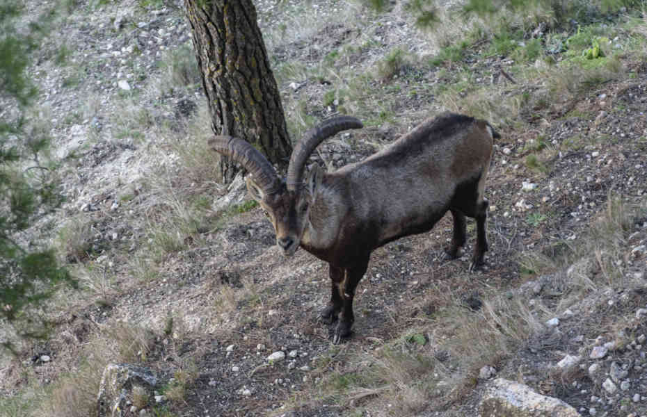 Muflón - Chinchilla de Montearagón - Albacete - Castilla la Mancha - España 6 .jpg